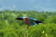 10 day safari Southern Tanzania birds