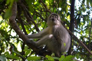 10 days Southern Tanzania safari Sanje Mangabey