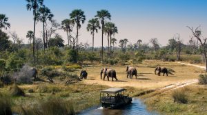 10 days safari Nyerere National Park and Zanzibar