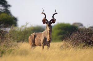 15 days Southern and Western safari Ruaha