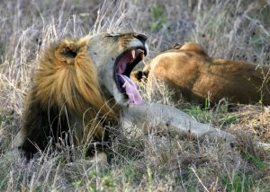 2 days Mikumi safari starting Zanzibar Lions