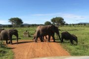 2 Days Mikumi safari from Zanzibar Elephants