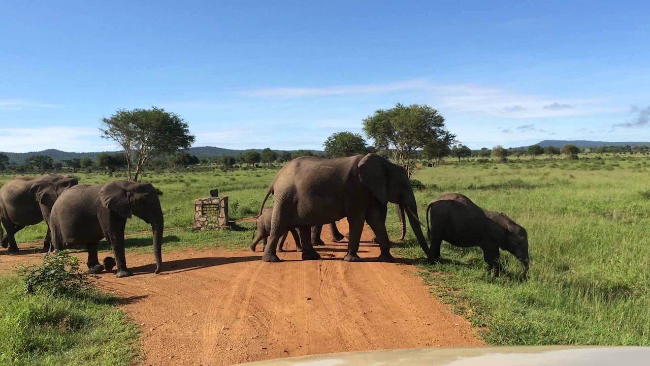 safari zanzibar mikumi