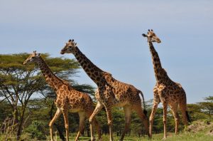 3-day safari Mikumi National Park