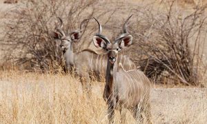 3 days Fly in Ruaha safari Kudu