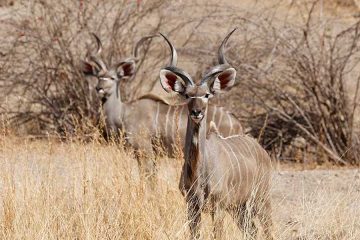 3 days Fly in Ruaha safari Kudu