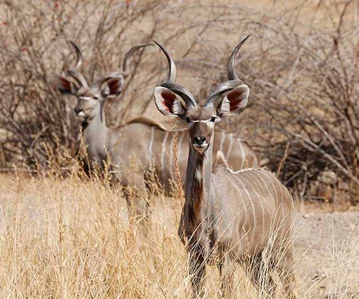 3 days Fly in Ruaha safari Kudu