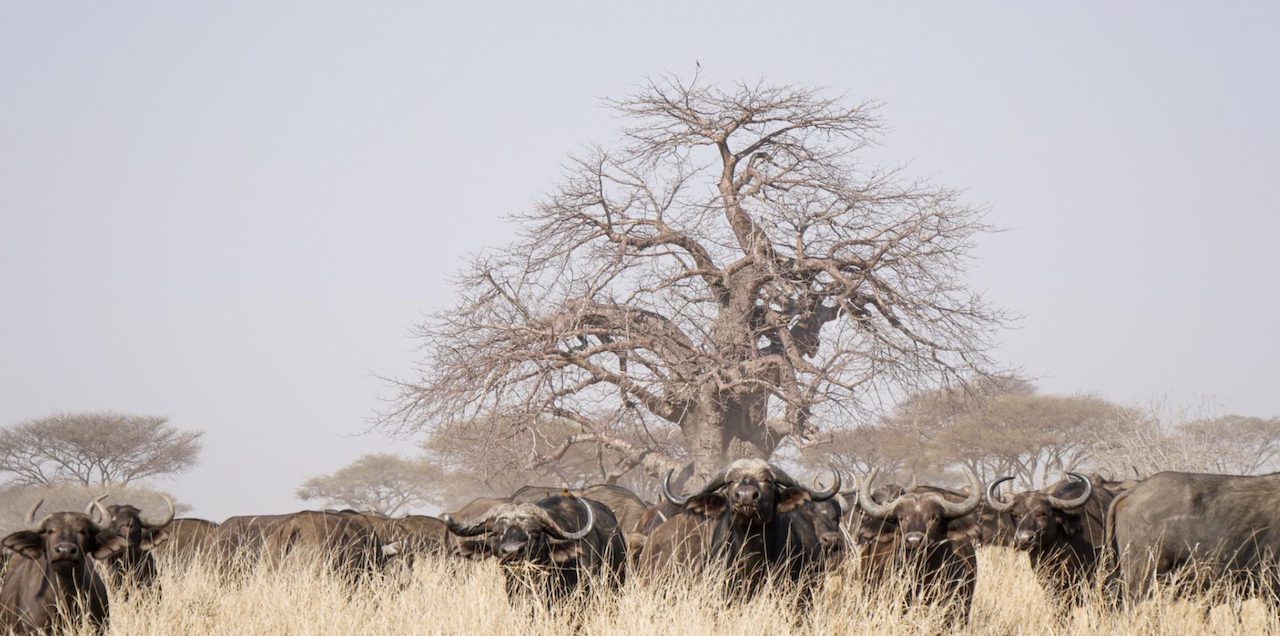 3 days fly in Tanzania safari Ruaha National Park