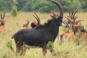 3 days Zanzibar Ruaha Safari Sable Antelope
