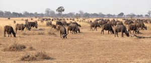 3 days mikumi safari Dar-es-salaam