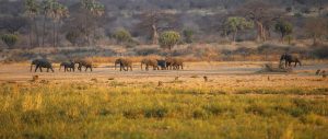 3 days Ruaha fly in safari