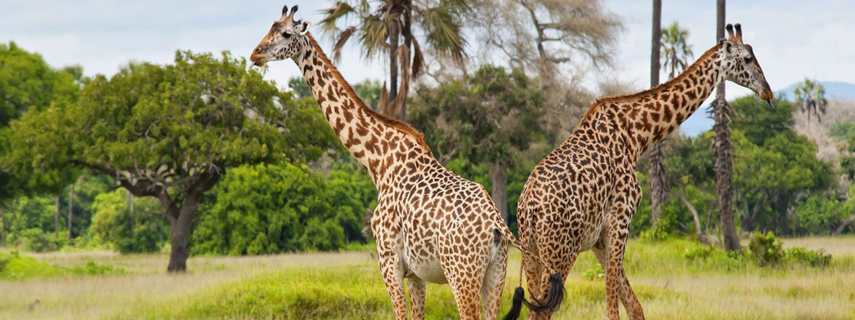 3 Days Safari from Dar es Salaam to Saadani National Park