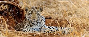 7 Days Southern Tanzania Safari