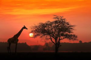 7 day safari Southern Tanzania Ruaha and Mikumi