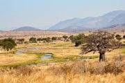 7 days Mikumi and Ruaha Safari