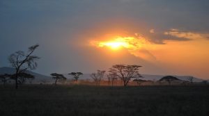 7 days Southern Tanzania safari Sunset Mikumi