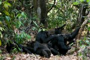 Chimpanzee safari mahale Tanzania
