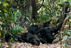 Chimpanzee safari mahale Tanzania