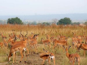 Mikumi Wildlife Impalas