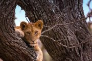 Serengeti National Park Nasikia Camps.jpg