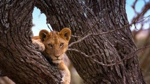 Serengeti National Park Nasikia Camps.jpg