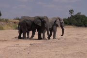 Ruaha Safari Tanzania Elephants