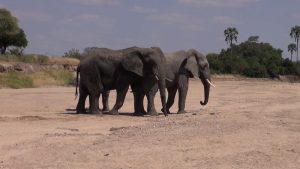 Ruaha Safari Tanzania Elephants