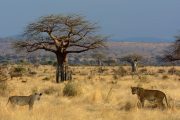 Ruaha safari lionesses