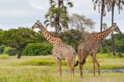 Safari Katavi Tanzania giraffes
