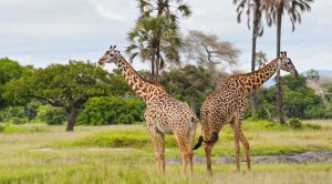 Safari Katavi Tanzania giraffes