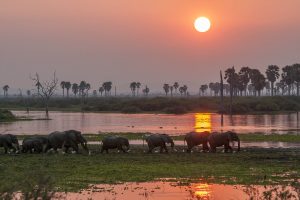 elephants Rufiji Nyerere National Park