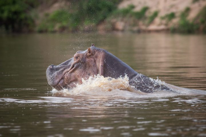 Selous safari hippo