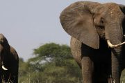 elephants Selous Reserve
