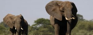 elephants Selous Reserve