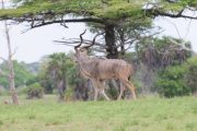 kudu in Ruaha