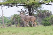 kudu in Ruaha
