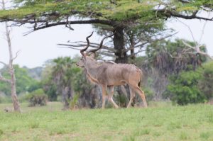 kudu in Ruaha