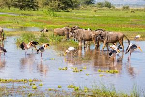 lake manyara national park safari