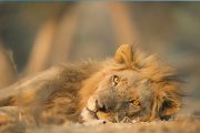 lion in Selous