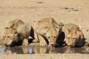 lionesses drinking Ruaha Safari