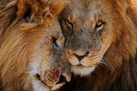 lions on Tanzania safari