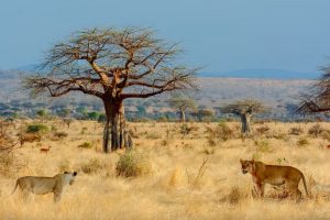 one week Southern Tanzania safari