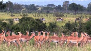 2 days Mikumi safari from Zanzibar