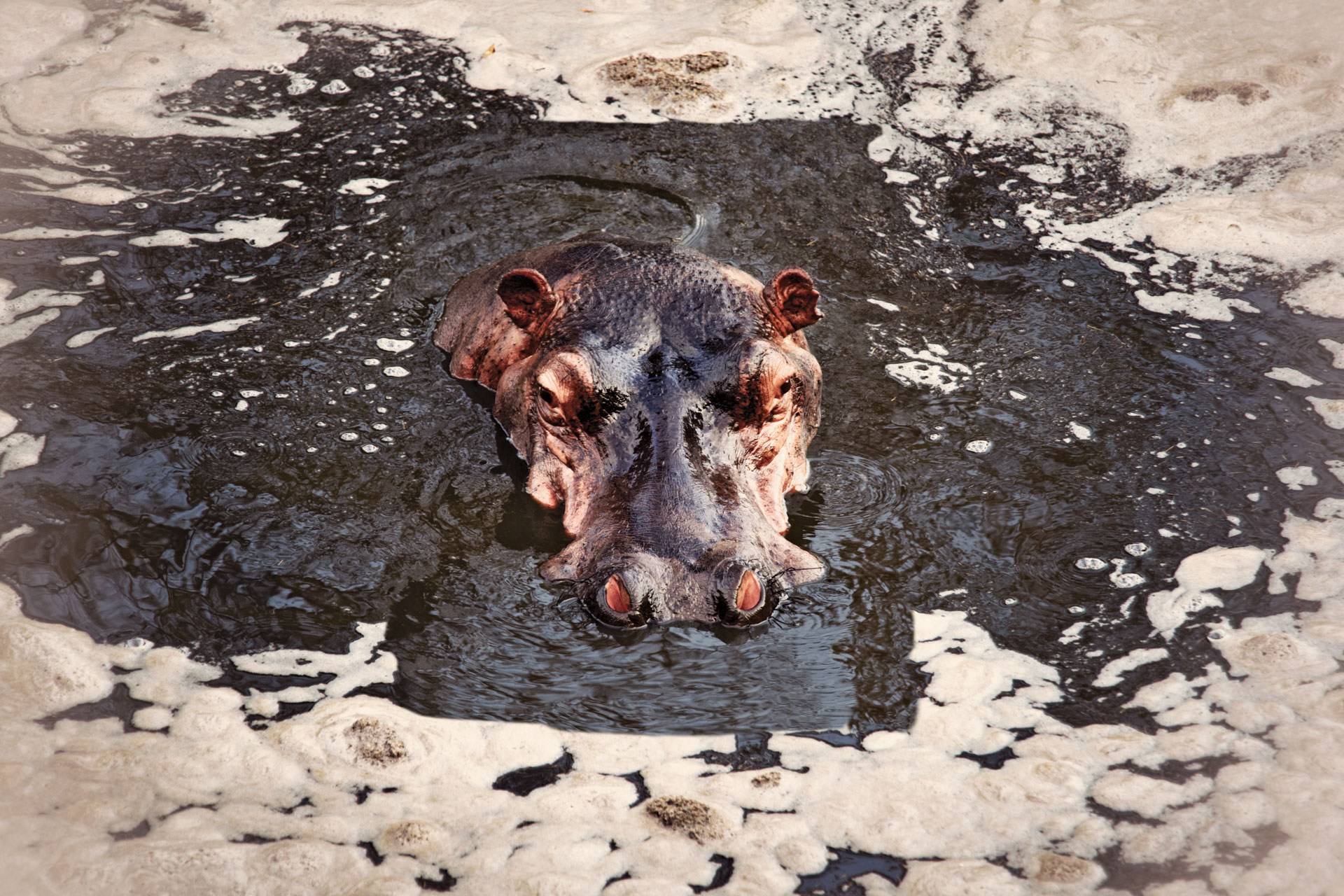 Hippo Nyerere National Park
