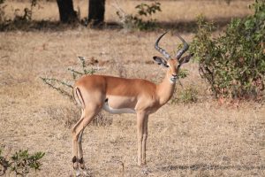 Impalas Southern Tanzania Safari