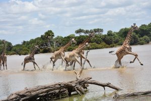 giraffes at Rufiji Selous