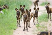 african wild dogs in Ruaha