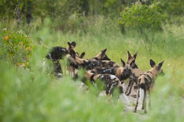 African wild dogs hunting Selous
