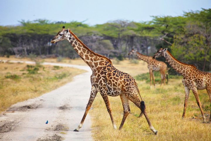 Giraffes on Selous Safari