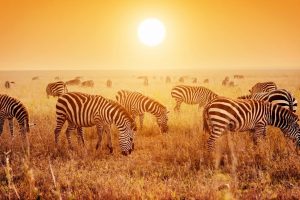 Zebras Mikumi Sunset